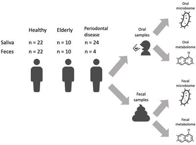 Integrated analysis of the oral and intestinal microbiome and metabolome of elderly people with more than 26 original teeth: a pilot study